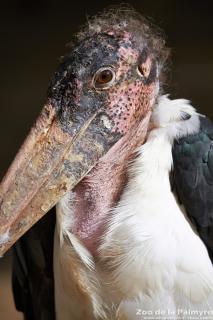 Marabout au Zoo de la Palmyre