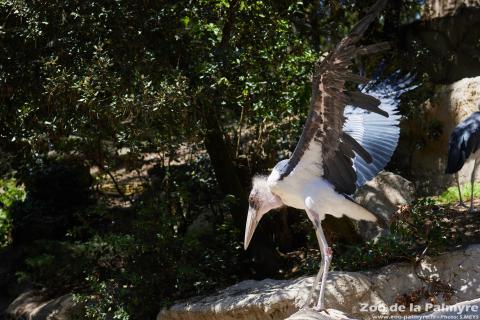 Marabout au Zoo de la Palmyre