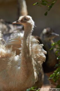 Nandou au zoo de la palmyre