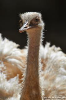 Nandou au zoo de la palmyre