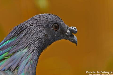 Pigeon Nicobar au zoo de la Palmyre
