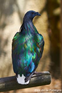 Pigeon Nicobar au zoo de la Palmyre