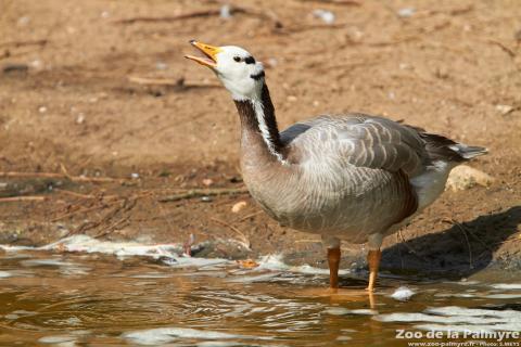 Oie à tête barrée au Zoo de la Palmyre