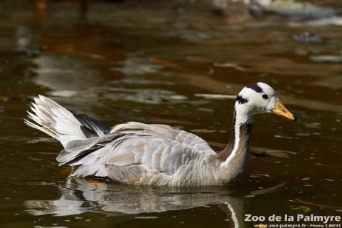 Oie à tête barrée au Zoo de la Palmyre