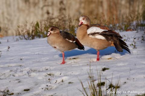 Oie d'Egypte au Zoo de la Palmyre