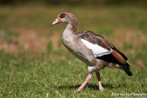 Oie d'Egypte au Zoo de la Palmyre