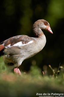 Oie d'Egypte au Zoo de la Palmyre