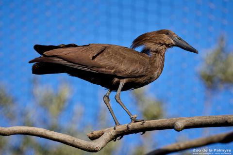 Ombrette africaine au Zoo de La Palmyre