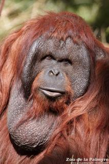 Orang-outan de Bornéo au Zoo de la Palmyre