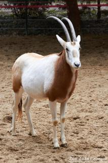 Oryx algazelle au Zoo de la Palmyre