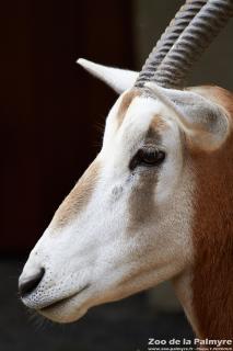Oryx algazelle au Zoo de la Palmyre