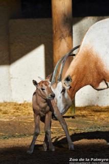 Oryx algazelle au Zoo de la Palmyre