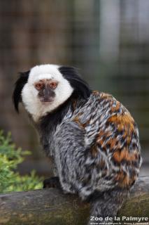 Ouistiti de Geoffroy au Zoo de la Palmyre
