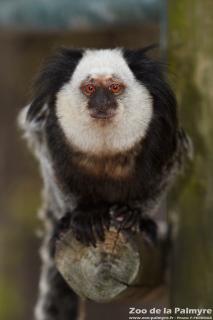 Ouistiti de Geoffroy au Zoo de la Palmyre