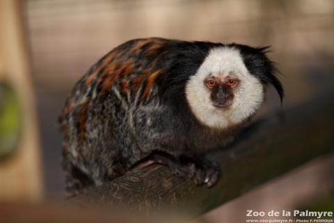 Ouistiti de Geoffroy au Zoo de la Palmyre