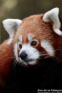 Panda Roux au Zoo de La Palmyre