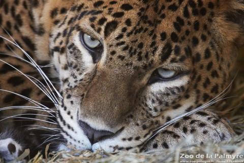 Panthere du Sri Lanka au zoo de la palmyre