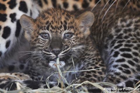 Panthere du Sri Lanka au zoo de la palmyre
