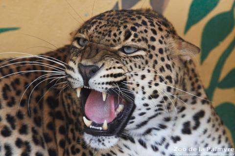 Panthere du Sri Lanka au zoo de la palmyre