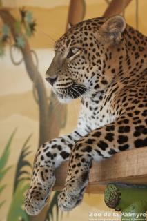 Panthere du Sri Lanka au zoo de la palmyre