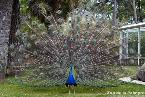 Paon au Zoo de la Palmyre