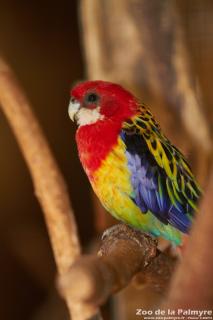 Peruche omnicolore au zoo de la palmyre