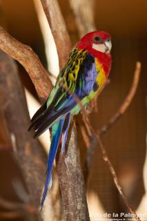 Peruche omnicolore au zoo de la palmyre