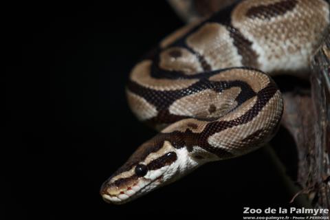Python royal au zoo de la palmyre