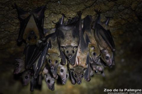 Roussette d'Egypte au Zoo de la Palmyre