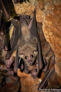 Roussette d'Egypte au Zoo de la Palmyre