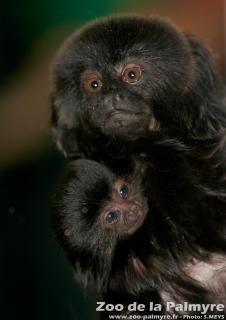 Singe de Goeldi au Zoo de la Palmyre