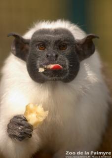 Tamarin bicolore au Zoo de la Palmyre