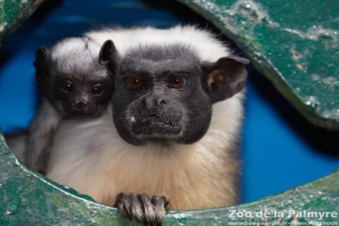 Tamarin bicolore au Zoo de la Palmyre