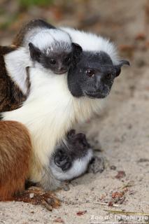 Tamarin bicolore au Zoo de la Palmyre