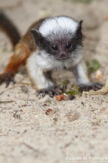 Tamarin bicolore au Zoo de la Palmyre