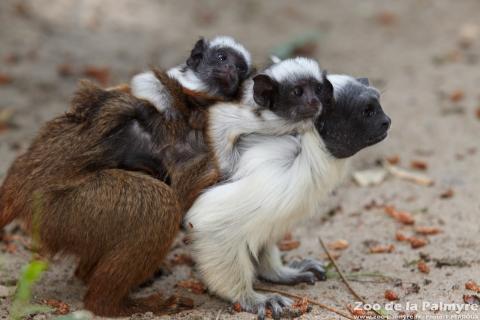 Tamarin bicolore au Zoo de la Palmyre