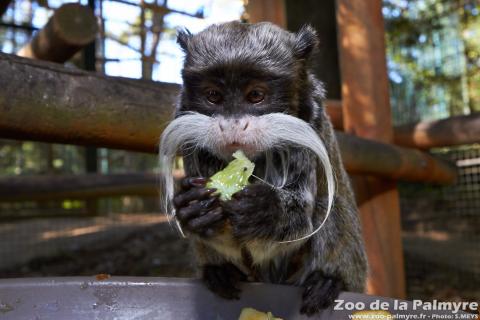 Tamarin Empereur Barbu au zoo de la palmyre