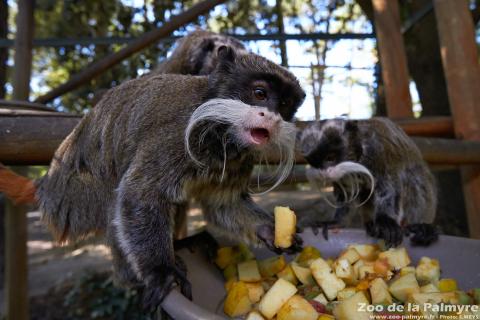 Tamarin Empereur Barbu au zoo de la palmyre