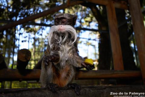 Tamarin Empereur Barbu au zoo de la palmyre
