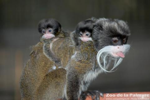 Tamarin Empereur Barbu au zoo de la palmyre
