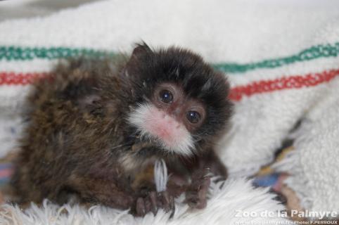 Tamarin Empereur Barbu au zoo de la palmyre