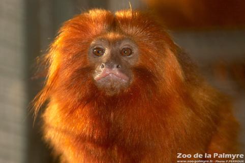 Tamarin lion Doré au Zoo de la Palmyre