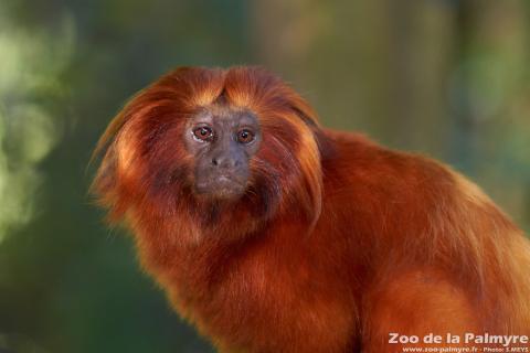 Tamarin lion Doré au Zoo de la Palmyre