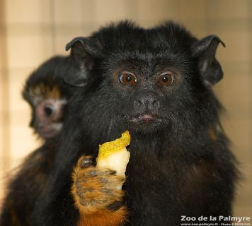 Tamarin à mains rousse au zoo de la palmyre