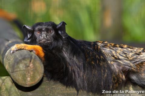 Tamarin à mains rousse au zoo de la palmyre
