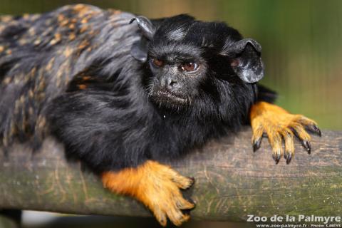Tamarin à mains rousse au zoo de la palmyre