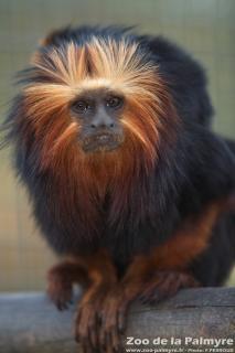 Tamarin lion à tête dorée au zoo de la Palmyre
