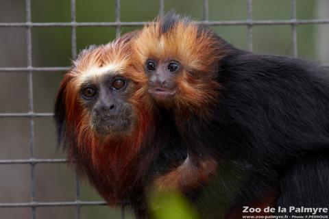 Tamarin lion à tête dorée au zoo de la Palmyre