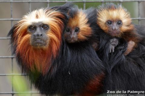 Tamarin lion à tête dorée au zoo de la Palmyre
