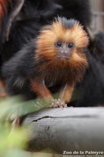Tamarin lion à tête dorée au zoo de la Palmyre